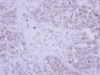 Anti-FSTL1 antibody [N1C3] used in IHC (Paraffin sections) (IHC-P). GTX118134