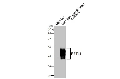 Anti-FSTL1 antibody [N1C3] used in Western Blot (WB). GTX118134