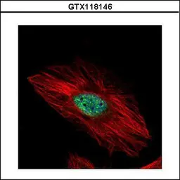 Anti-EXOSC8 antibody used in Immunocytochemistry/ Immunofluorescence (ICC/IF). GTX118146