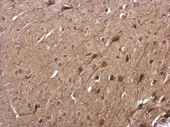 Anti-Tub antibody used in IHC (Paraffin sections) (IHC-P). GTX118348