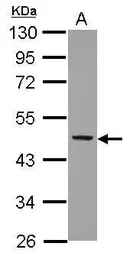 Anti-NCF1 antibody used in Western Blot (WB). GTX118361