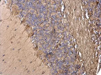 Anti-TMF1 antibody used in IHC (Paraffin sections) (IHC-P). GTX118431