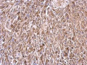 Anti-TMF1 antibody used in IHC (Paraffin sections) (IHC-P). GTX118432