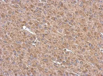 Anti-TMF1 antibody used in IHC (Paraffin sections) (IHC-P). GTX118432