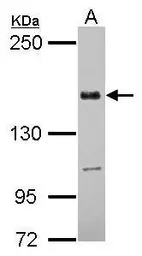 Anti-TMF1 antibody used in Western Blot (WB). GTX118432