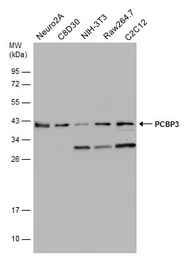 Anti-PCBP3 antibody [N1C2] used in Western Blot (WB). GTX118656