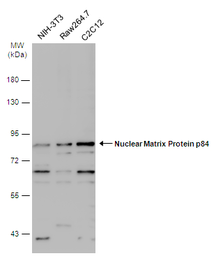 Anti-Nuclear Matrix Protein p84 antibody used in Western Blot (WB). GTX118740