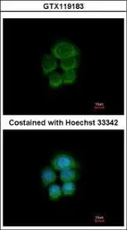 Anti-PCDHGA6 antibody [N1N3] used in Immunocytochemistry/ Immunofluorescence (ICC/IF). GTX119183