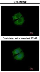 Anti-RUFY1 antibody [N2C2], Internal used in Immunocytochemistry/ Immunofluorescence (ICC/IF). GTX119222