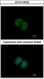 Anti-PCDHA12 antibody [N1N2], N-term used in Immunocytochemistry/ Immunofluorescence (ICC/IF). GTX119702