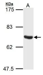 Anti-ATG14 antibody used in Western Blot (WB). GTX119950