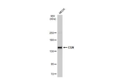 Anti-CGN antibody used in Western Blot (WB). GTX120159