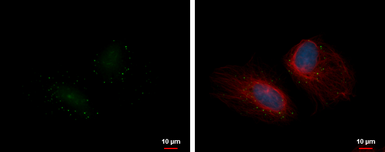 Anti-LSM14A antibody used in Immunocytochemistry/ Immunofluorescence (ICC/IF). GTX120187