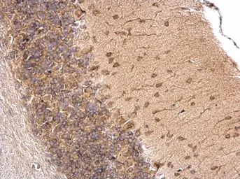 Anti-LSM14A antibody used in IHC (Paraffin sections) (IHC-P). GTX120187