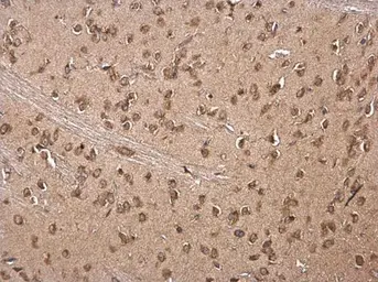 Anti-LSM14A antibody used in IHC (Paraffin sections) (IHC-P). GTX120187