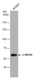 Anti-LSM14A antibody used in Western Blot (WB). GTX120187