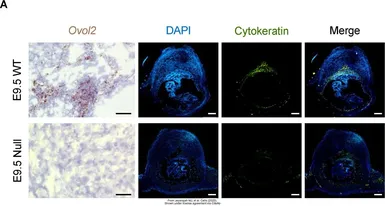 Anti-OVOL2 antibody used in IHC (Frozen sections) (IHC-Fr). GTX120220