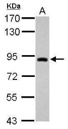 macvector chromatogram trim