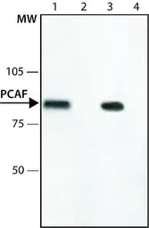 Anti-PCAF antibody used in Immunoprecipitation (IP). GTX12188