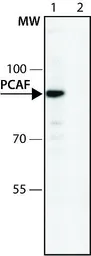 Anti-PCAF antibody used in Western Blot (WB). GTX12188