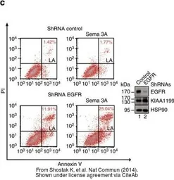 Anti-EGFR antibody [N1-2], N-term used in Western Blot (WB). GTX121919