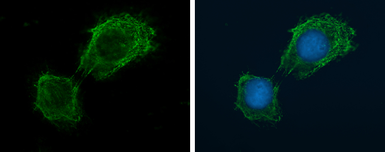 Anti-NOX4 antibody [N3C3] used in Immunocytochemistry/ Immunofluorescence (ICC/IF). GTX121929