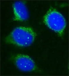 Anti-SIRT2 antibody used in Immunocytochemistry/ Immunofluorescence (ICC/IF). GTX12193