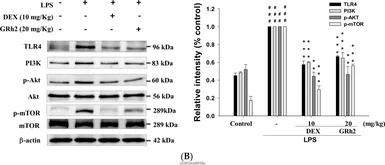 Anti-AKT antibody [N3C2], Internal used in Western Blot (WB). GTX121937