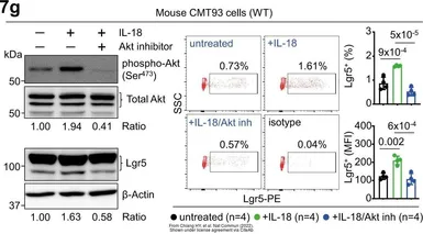 Anti-AKT antibody [N3C2], Internal used in Western Blot (WB). GTX121937