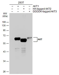 Anti-AKT antibody [N3C2], Internal used in Western Blot (WB). GTX121937