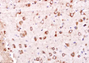 Anti-GRASP1 antibody [N1N2], N-term used in IHC (Paraffin sections) (IHC-P). GTX122295