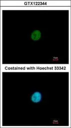 Anti-SNAI3 antibody used in Immunocytochemistry/ Immunofluorescence (ICC/IF). GTX122344