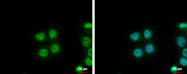 Anti-NIP30 antibody used in Immunocytochemistry/ Immunofluorescence (ICC/IF). GTX122479