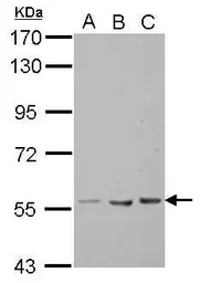 Anti-Tektin 5 antibody used in Western Blot (WB). GTX122547