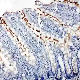 Anti-ZO-3 antibody used in IHC (Paraffin sections) (IHC-P). GTX12279