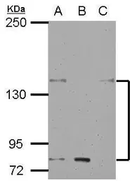 Anti-KCNH7 antibody [N1N2], N-term used in Western Blot (WB). GTX123026