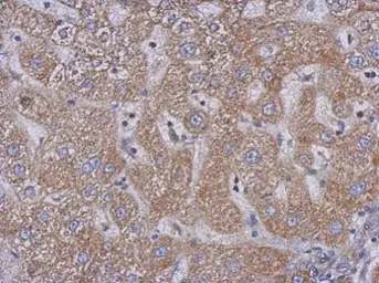 Anti-PLCD3 antibody used in IHC (Paraffin sections) (IHC-P). GTX123172