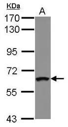 Anti-ZNF300 antibody used in Western Blot (WB). GTX123280