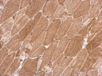 Anti-KCTD19 antibody used in IHC (Paraffin sections) (IHC-P). GTX123284