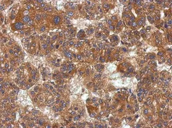 Anti-KCTD19 antibody used in IHC (Paraffin sections) (IHC-P). GTX123284