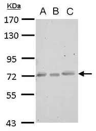 Anti-CERCAM antibody used in Western Blot (WB). GTX123293