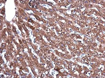 Anti-CERCAM antibody used in IHC (Paraffin sections) (IHC-P). GTX123293