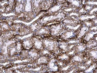 Anti-PRELP antibody used in IHC (Paraffin sections) (IHC-P). GTX123359