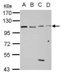 Anti-GRASP1 antibody [N3C2], Internal used in Western Blot (WB). GTX123753