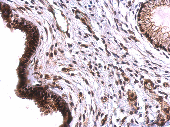 Anti-TET2 antibody [N2-2], N-term used in IHC (Paraffin sections) (IHC-P). GTX124205