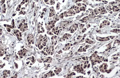 Anti-TET2 antibody [N2-2], N-term used in IHC (Paraffin sections) (IHC-P). GTX124205