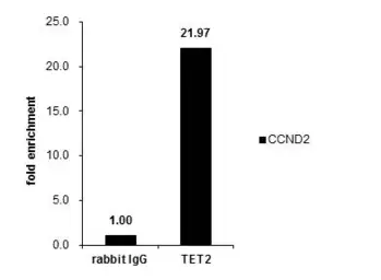 Anti-TET2 antibody [N2-2], N-term used in ChIP assay (ChIP assay). GTX124205