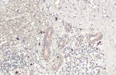 Anti-TET2 antibody [N2-2], N-term used in IHC (Paraffin sections) (IHC-P). GTX124205