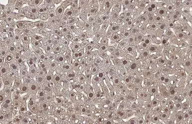 Anti-TET2 antibody [N2-2], N-term used in IHC (Paraffin sections) (IHC-P). GTX124205