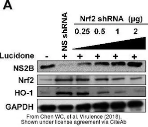 Anti-Dengue virus NS2B protein antibody used in Western Blot (WB). GTX124246